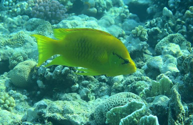 Ausflug zum Dolphin House in Marsa Alam - Begegnung mit Delphinen in freier Natur