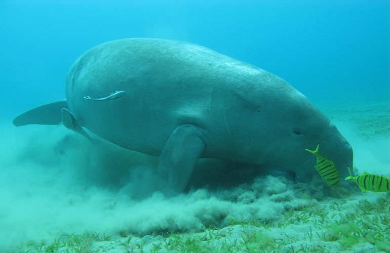 Schnorcheln mit Delfinen in Marsa Alam