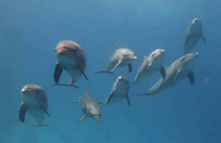 Schnorcheln Dolphin House Marsa Alam & Ganztägiger Bootsausflug  