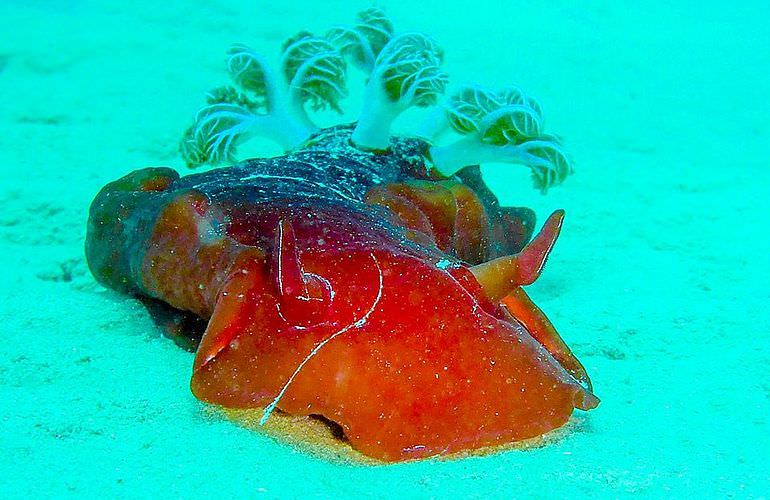 Schnorchelausflug zum Dolphin House Reef (Sha'ab Samadai) in Marsa Alam