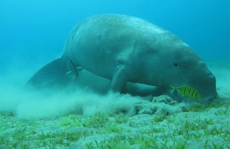 Delfin Tour in Marsa Alam - Schwimmen mit freilebenden Delfinen