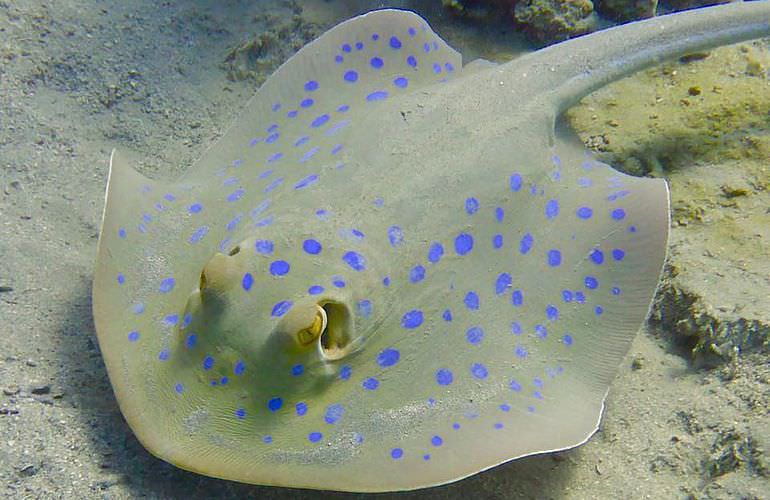 Dolphin House Reef - Ganztägiger Schnorchelausflug Marsa Alam