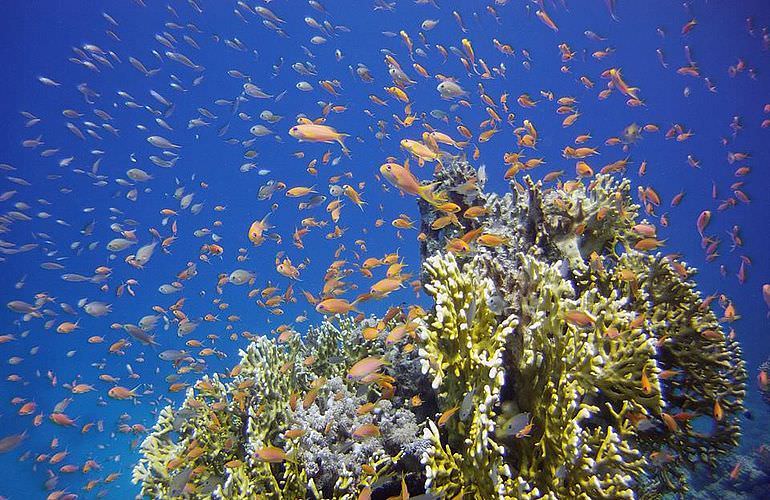 Ausflug zum Dolphin House in Marsa Alam - Begegnung mit Delphinen in freier Natur