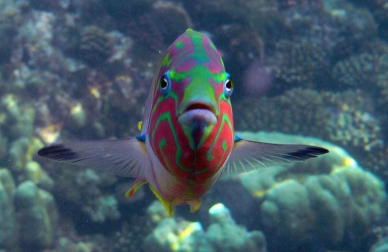 Schnorchelausflug zum Sataya Dolphin Reef in Marsa Alam  