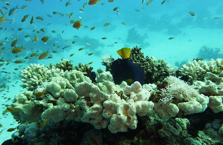 Delfin Tour in Marsa Alam - Schwimmen mit freilebenden Delfinen