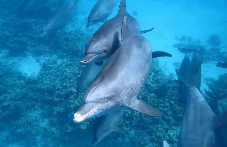 Schnorcheln Dolphin House Marsa Alam & Ganztägiger Bootsausflug  