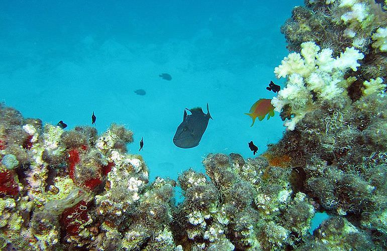 Dolphin House Reef - Ganztägiger Schnorchelausflug Marsa Alam