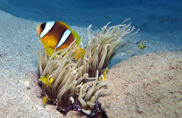 Ausflug zum Dolphin House in Marsa Alam - Begegnung mit Delphinen in freier Natur