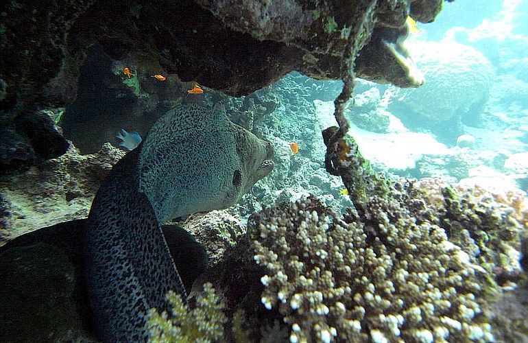 Delfin Tour in Marsa Alam - Schwimmen mit freilebenden Delfinen