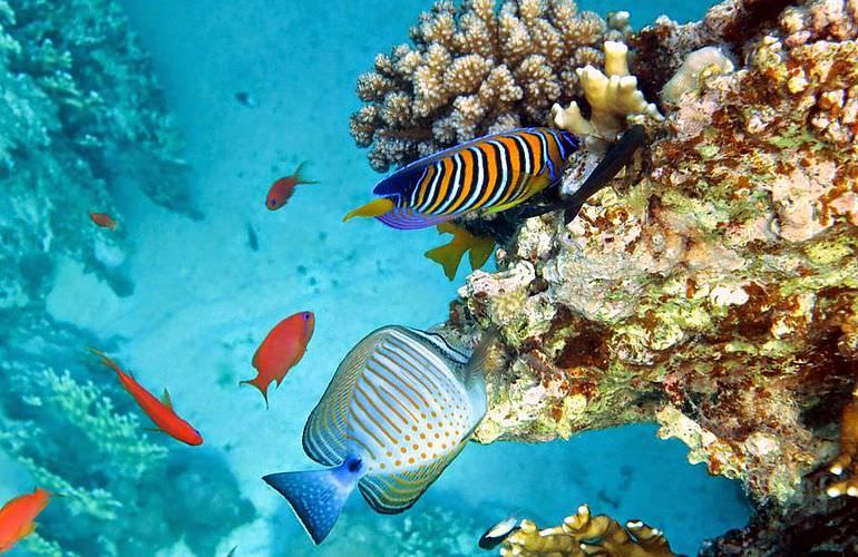 Schnorcheln Dolphin House Marsa Alam & Ganztägiger Bootsausflug  