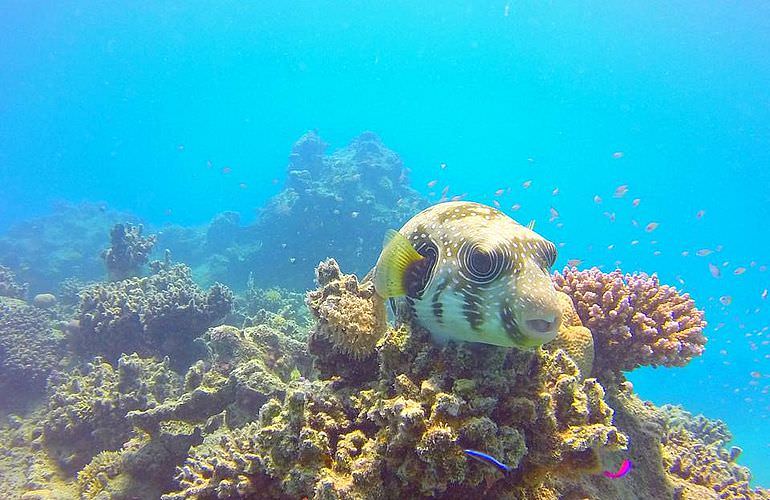 Schnorchelausflug zum Sataya Dolphin Reef in Marsa Alam  