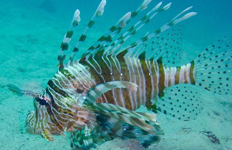 Schnorcheln mit Delfinen in Marsa Alam