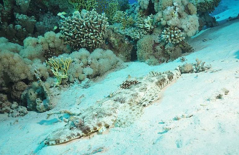 Schnorchelausflug zum Dolphin House Reef (Sha'ab Samadai) in Marsa Alam