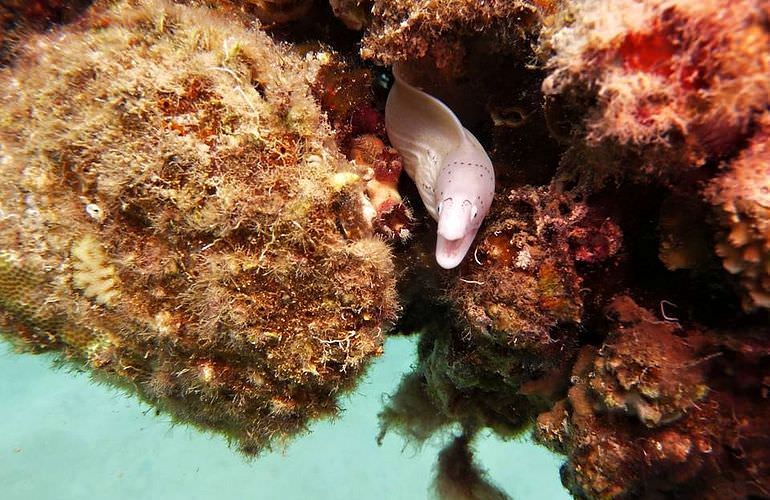 Delfin Tour in Marsa Alam - Schwimmen mit freilebenden Delfinen