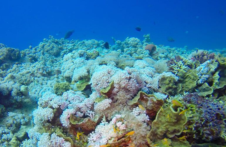 Dolphin House Reef - Ganztägiger Schnorchelausflug Marsa Alam