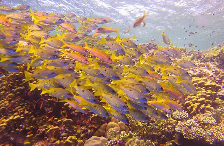 2-tägiger Schnorchelausflug zum Sataya Dolphin Reef in Marsa Alam