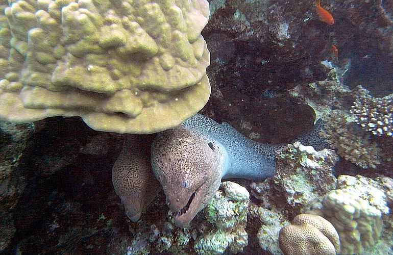 Schnorcheln mit Delfinen in Marsa Alam