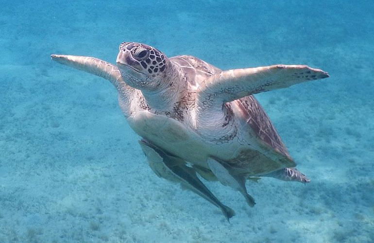 Delfin Tour in Marsa Alam - Schwimmen mit freilebenden Delfinen