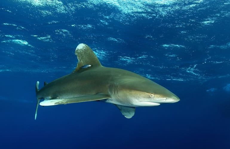 2-tägiger Schnorchelausflug zum Sataya Dolphin Reef in Marsa Alam