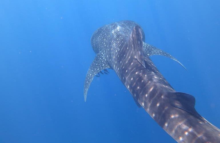 2-tägiger Schnorchelausflug zum Sataya Dolphin Reef in Marsa Alam