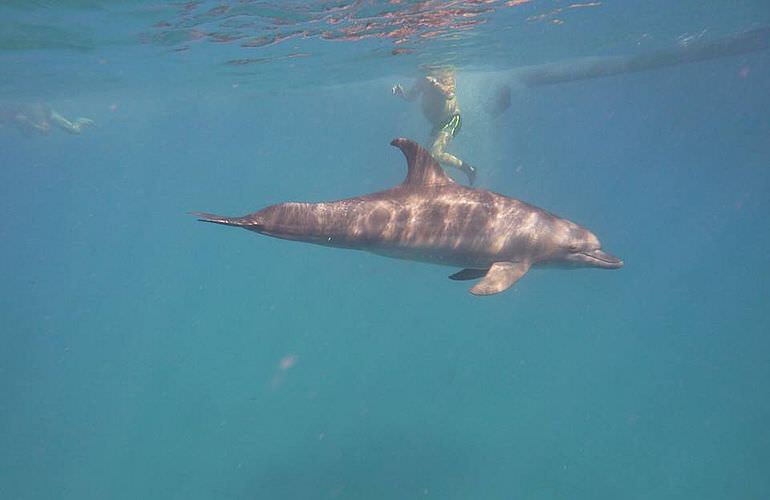 Schnorchelausflug zum Sataya Dolphin Reef in Marsa Alam  