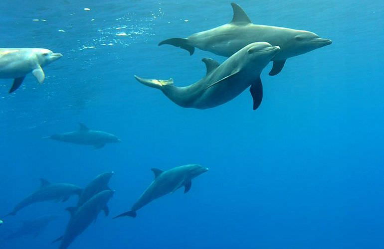 Dolphin House Reef - Ganztägiger Schnorchelausflug Marsa Alam