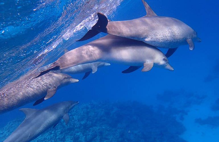 Delfin Tour in Marsa Alam - Schwimmen mit freilebenden Delfinen