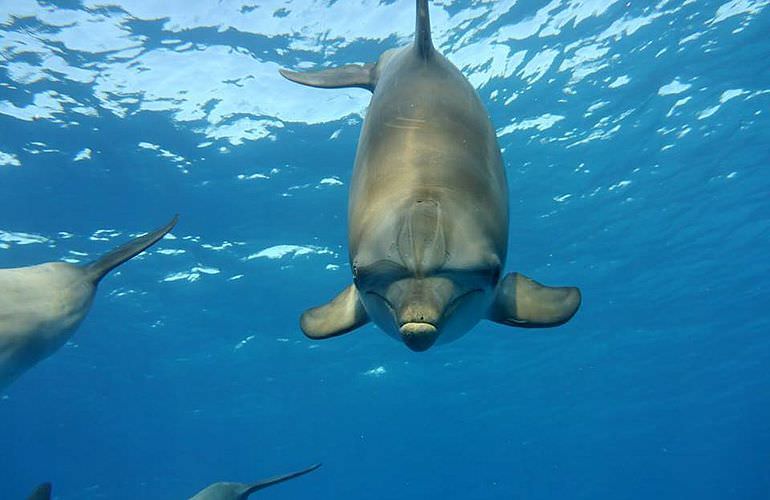 2-tägiger Schnorchelausflug zum Sataya Dolphin Reef in Marsa Alam