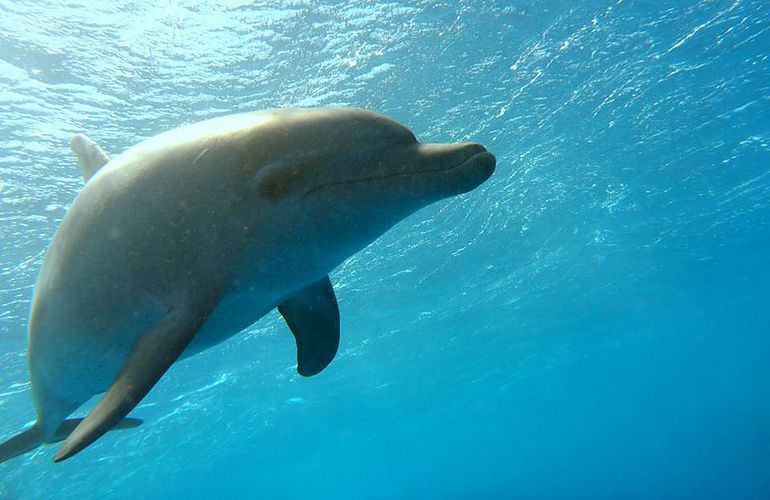 Ausflug zum Dolphin House in Marsa Alam - Begegnung mit Delphinen in freier Natur