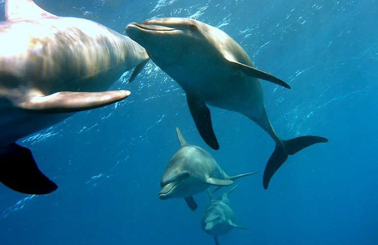 Schnorcheln Dolphin House Marsa Alam & Ganztägiger Bootsausflug  