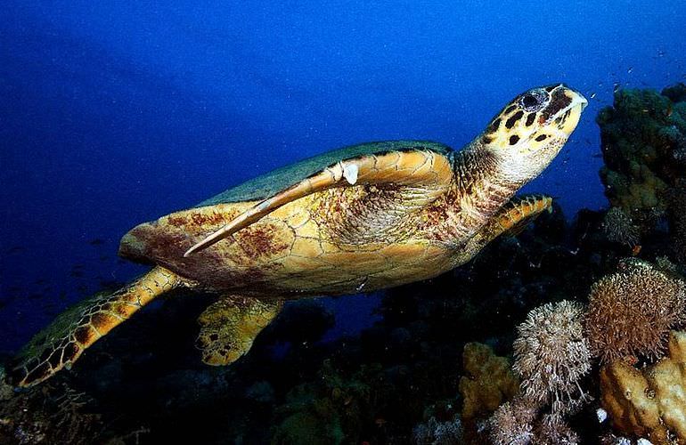 2-tägiger Schnorchelausflug zum Sataya Dolphin Reef in Marsa Alam