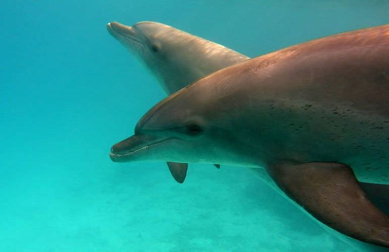 Schnorcheln Dolphin House Marsa Alam & Ganztägiger Bootsausflug  