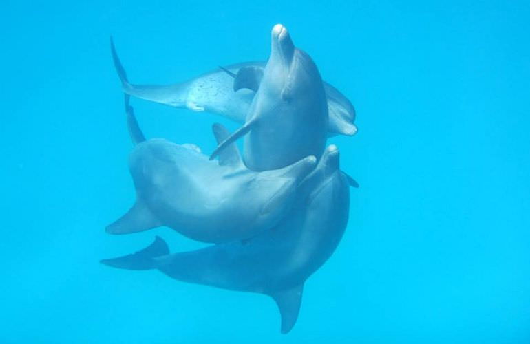 Dolphin House Reef - Ganztägiger Schnorchelausflug Marsa Alam