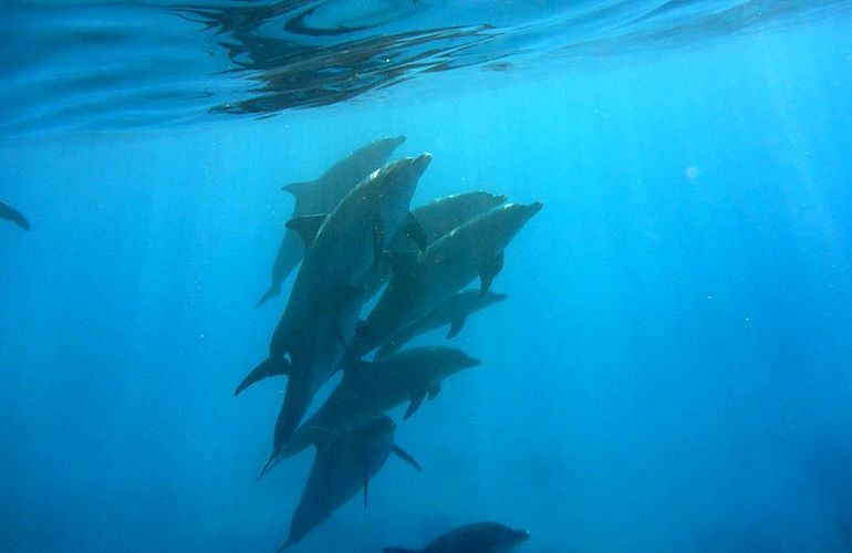 Ausflug zum Dolphin House in Marsa Alam - Begegnung mit Delphinen in freier Natur