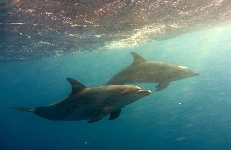 Schnorcheln mit Delfinen in Marsa Alam