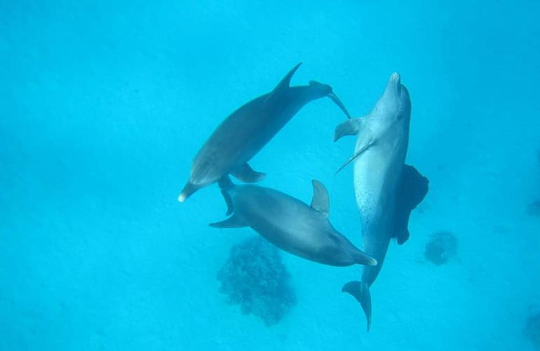 2-tägiger Schnorchelausflug zum Sataya Dolphin Reef in Marsa Alam