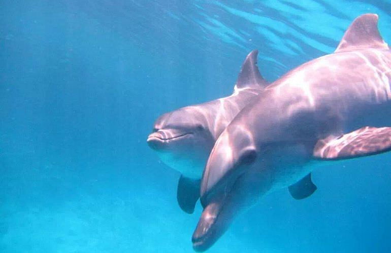 Delfin Tour in Marsa Alam - Schwimmen mit freilebenden Delfinen