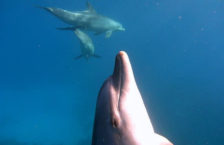 Schnorchelausflug zum Dolphin House Reef (Sha'ab Samadai) in Marsa Alam