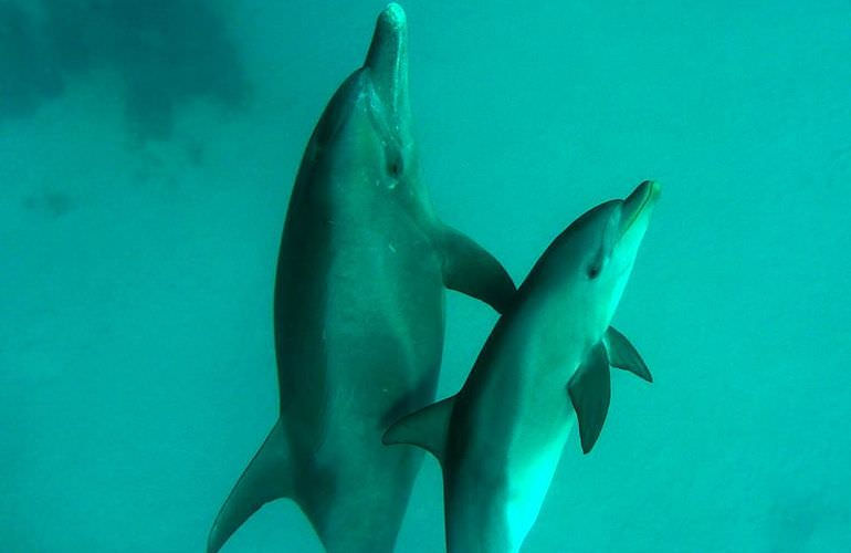 Schnorcheln Dolphin House Marsa Alam & Ganztägiger Bootsausflug  