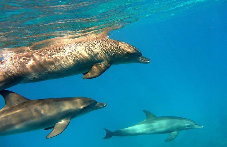 Dolphin House Reef - Ganztägiger Schnorchelausflug Marsa Alam