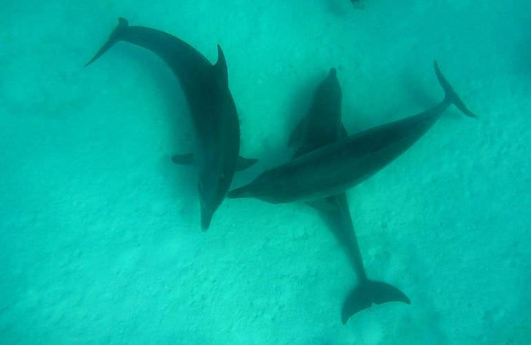 Ausflug zum Dolphin House in Marsa Alam - Begegnung mit Delphinen in freier Natur