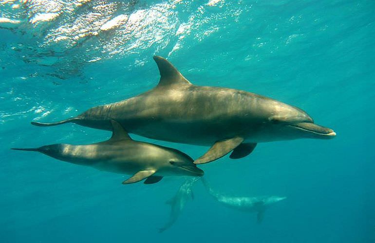 2-tägiger Schnorchelausflug zum Sataya Dolphin Reef in Marsa Alam