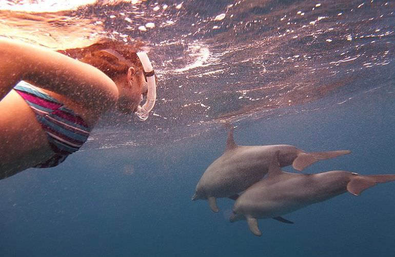 Delfin Tour in Marsa Alam - Schwimmen mit freilebenden Delfinen