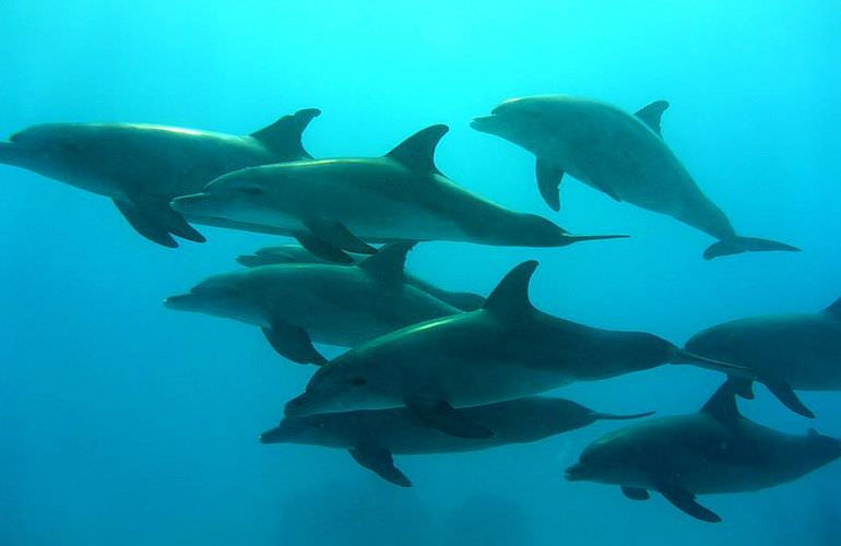 Schnorchelausflug zum Dolphin House Reef (Sha'ab Samadai) in Marsa Alam