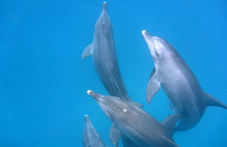 Ausflug zum Dolphin House in Marsa Alam - Begegnung mit Delphinen in freier Natur