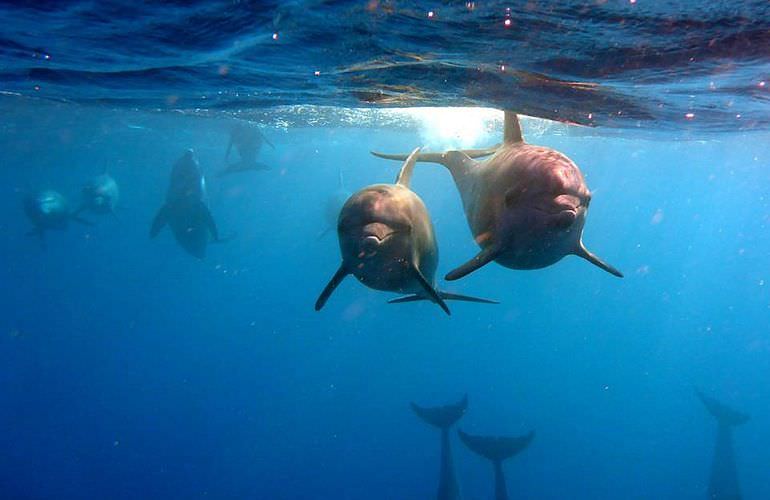 Delfin Tour in Marsa Alam - Schwimmen mit freilebenden Delfinen