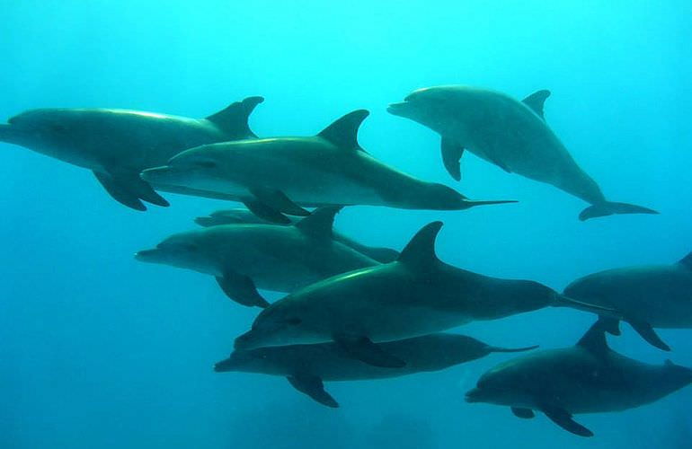 Schnorchelausflug zum Sataya Dolphin Reef in Marsa Alam  