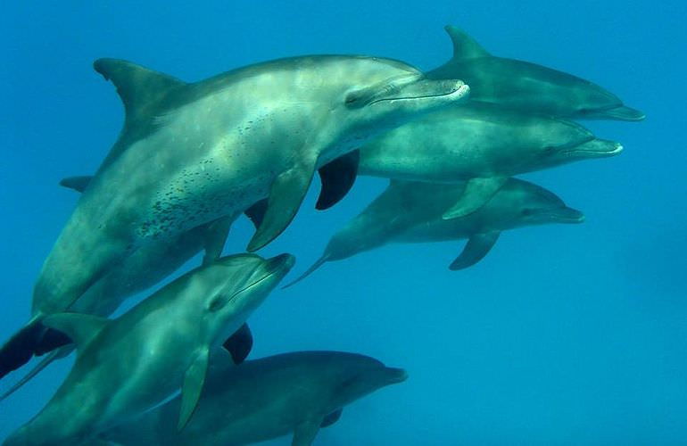 Schnorcheln Dolphin House Marsa Alam & Ganztägiger Bootsausflug  