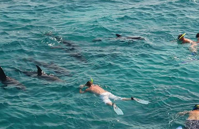 Schnorchelausflug zum Dolphin House Reef (Sha'ab Samadai) in Marsa Alam