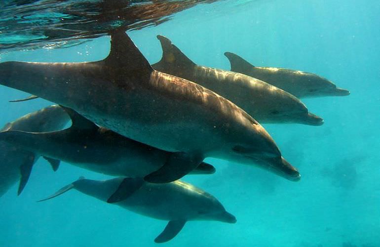 Dolphin House Reef - Ganztägiger Schnorchelausflug Marsa Alam